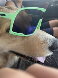 a dog wearing sunglasses in the back seat of a car