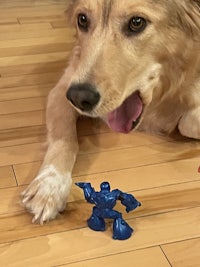 a golden retriever laying on the floor with a blue toy