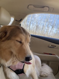 a dog in a car with its tongue out