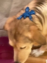 a dog wearing a blue bandana