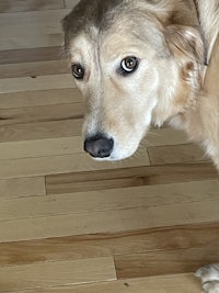 a golden retriever standing on a hardwood floor